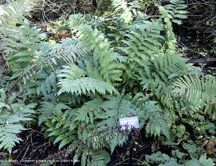 group of plants