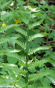 Goldies Fern young frond