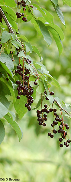 Black Cherry black fruit