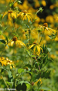 Goldenglow group