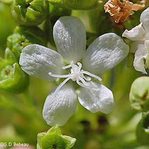 Female Flower