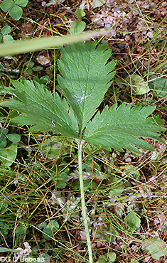Rough Cinquefoil basal leaf