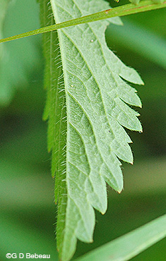 Rough Cinquefoil leaf underside