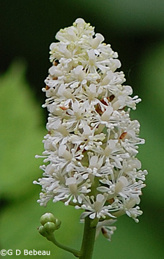 White Baneberry flower