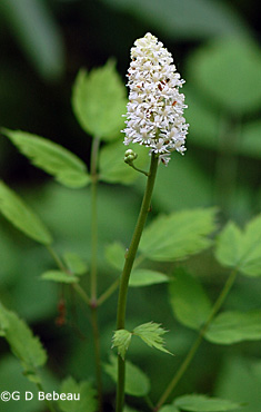 White Baneberry flower head