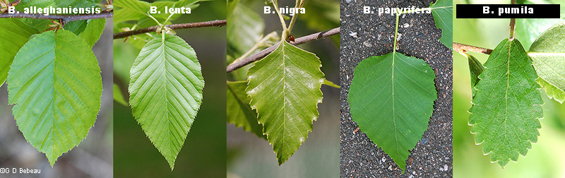 birch leaf comparison