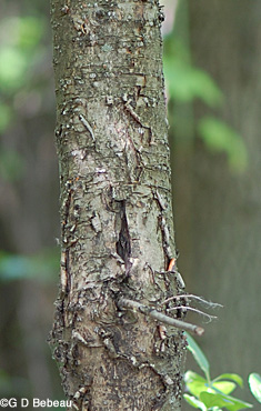 Common buckthorn