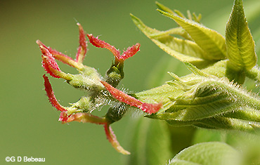 Butternut female flowers