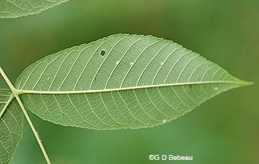 Butternut leaf