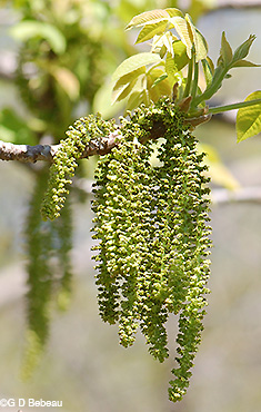 Male Catkins formed