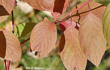 Fall leaf color