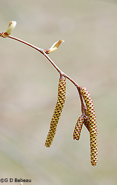 male and female catkins
