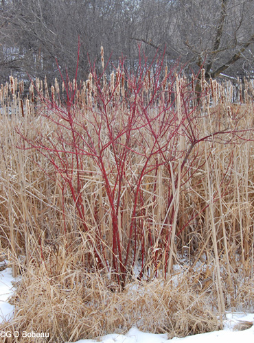 Red Osier Dogwood in late winter