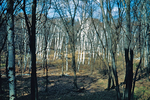 marsh and birches 1948