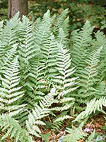 Hay scented Fern