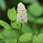 White Baneberry flower