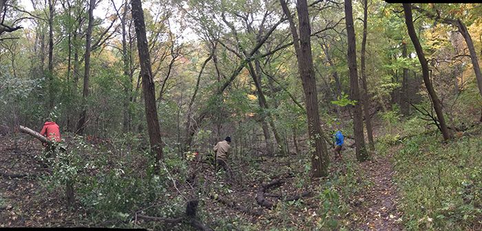 clearing buckthorn in the Maple Glen