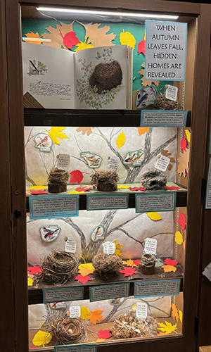 bird nest display in Crone Shelter