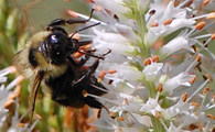 Bee on Culver's Root