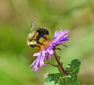 bee on new england aster