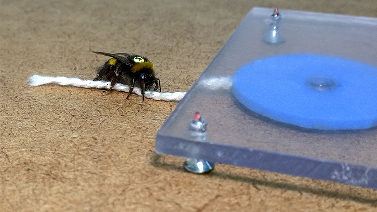 bumblebee using a string as a tool