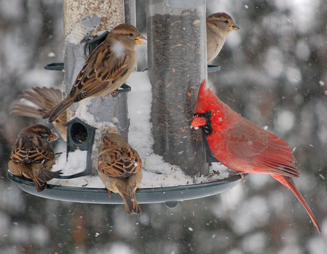 Cardinal and other birds
