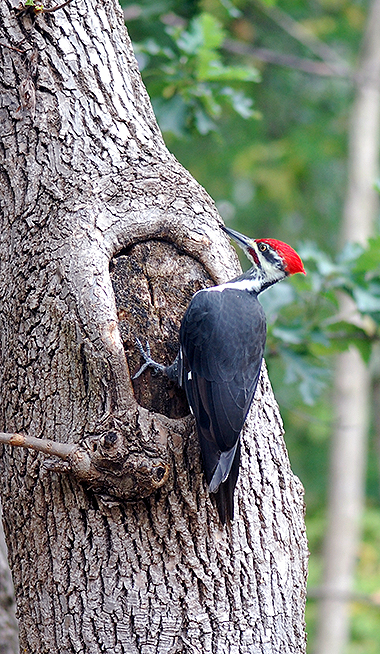 male pileated on ash tree
