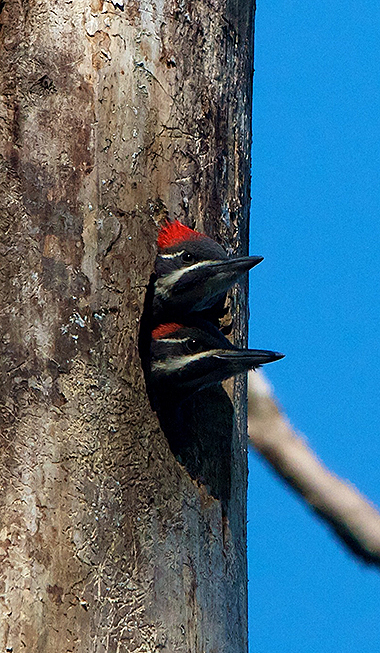 pair of young pileateds