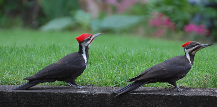 pair of young pileateds