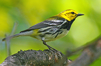 black-throated green warbler