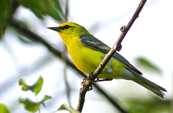 Blue-winged Warbler