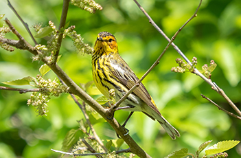 Cape May Warbler