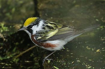 Chestnut-sided Warbler