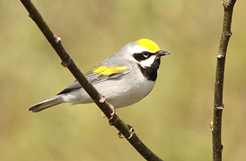 Golden-winged Warbler