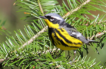 Magnolia Warbler