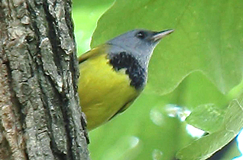Mourning Warbler
