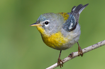Northern Parula