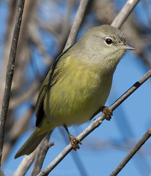 Orange-crowned Warbler