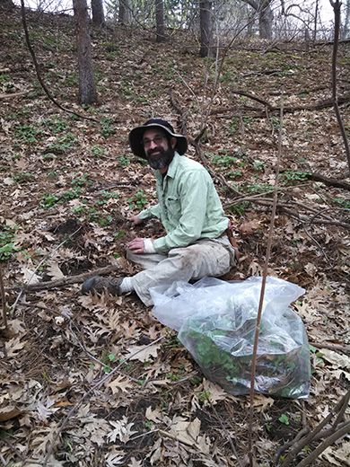 Spring Garlic Mustard Pull