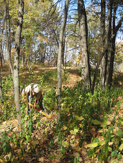 Oct 7 2012 Buckthorn Removal