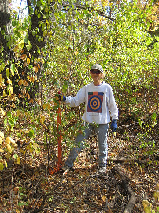 Oct 7 2012 Buckthorn Removal