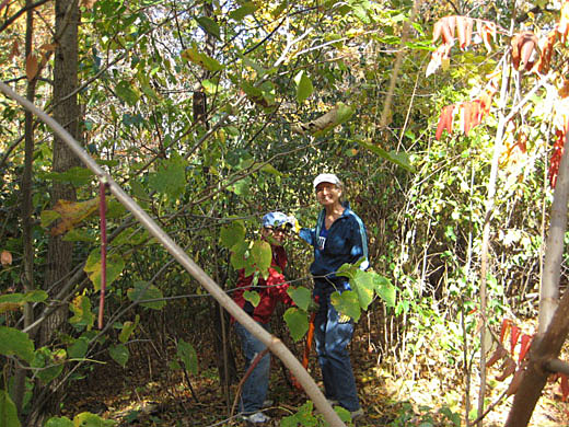 Oct 7 2012 Buckthorn Removal