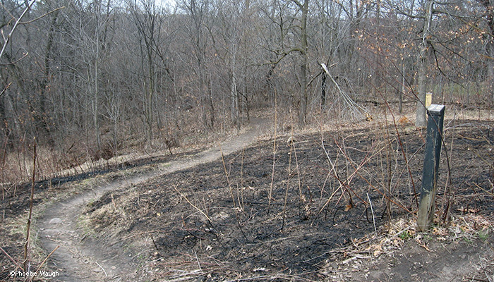 Back Path after burn