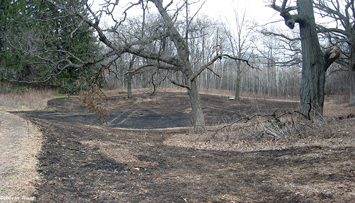 East upland after burn