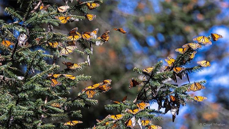 Eastern Monarch butterflies in refuge