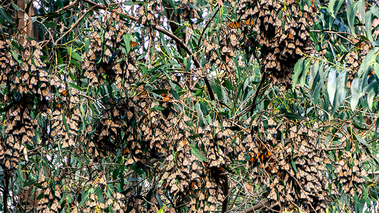Western monarchs in refuge