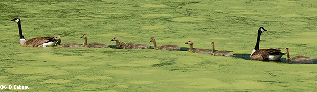 Canada Geese group