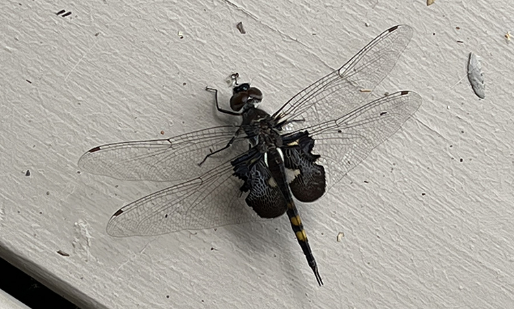Black saddlebags dragonfly