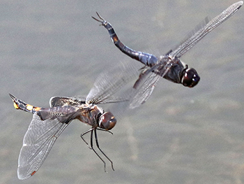 black saddlebags pair flying