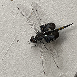 Black Saddlebags